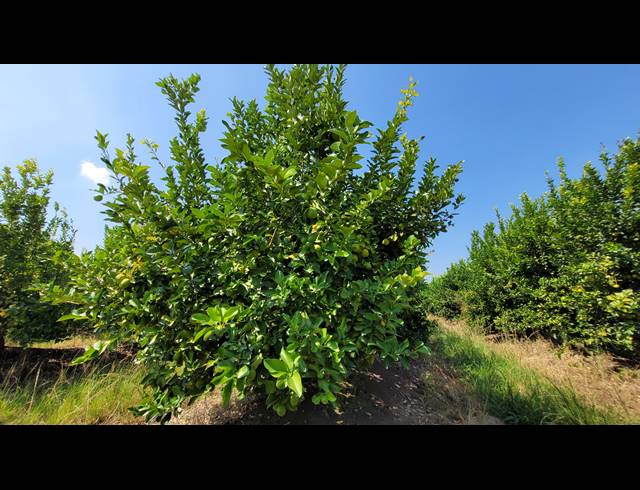 135HA FARM FOR SALE IN NELSPRUIT RURAL